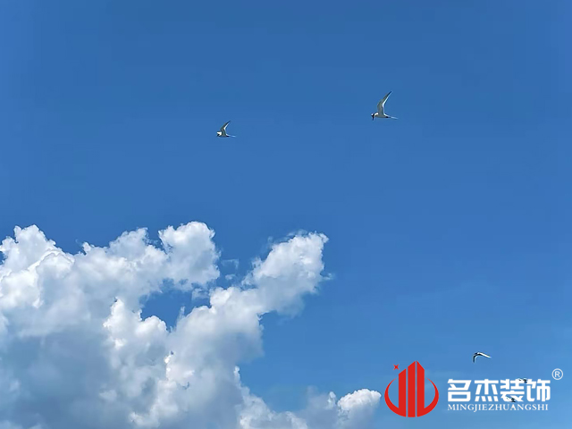 海鸥